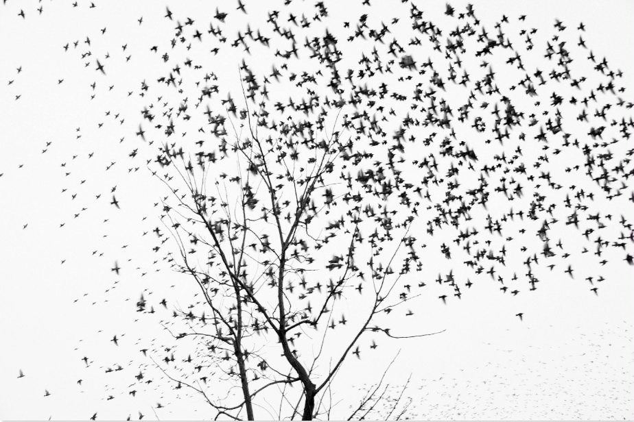 MF025 Wall décor art photographic on canvas nature bird flock black & white